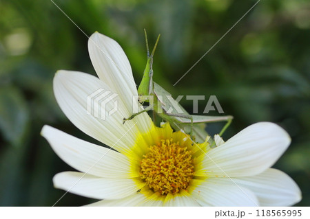 ガザニアの花を食べ尽くすバッタ ガザニアの花を食べ尽くすバッタ 118565995