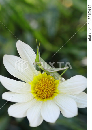 白いガザニアの花と緑のオンブバッタ 白いガザニアの花と緑のオンブバッタ 118565996