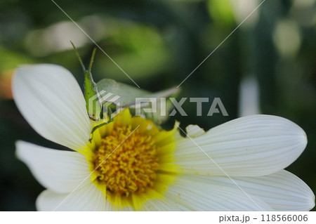 白いガザニアの花を食べるオンブバッタ 118566006