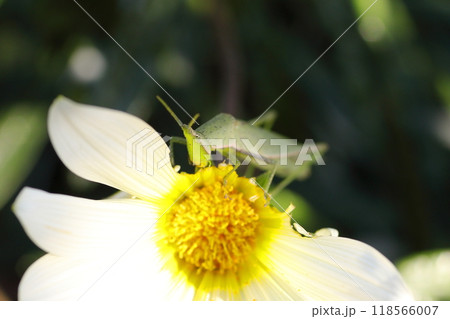 白いガザニアの花を食べ尽くすバッタ 118566007