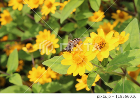 花の蜜を吸うミツバチ 118566016