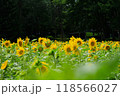 夏の花のある風景 118566027