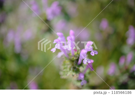 ホトケノザの花びら ホトケノザの花びら 118566186