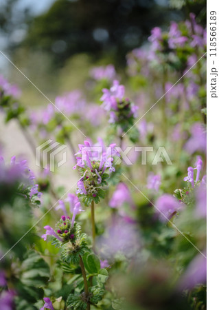 ピンク色のホトケノザの花びら 118566189