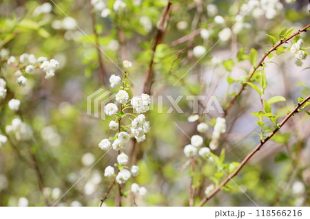可愛い　シジミバナの花　満開 118566216