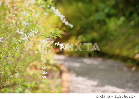 可愛い　シジミバナの花　満開 118566217