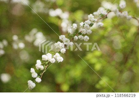 可愛い シジミバナの花 満開 可愛い シジミバナの花 満開 118566219