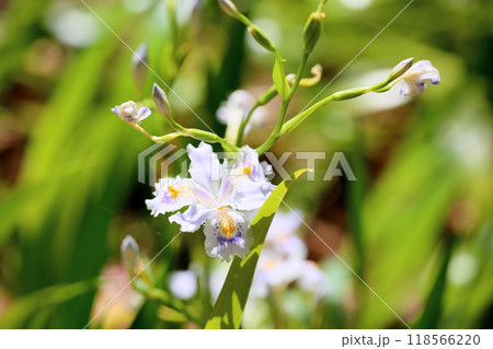 爽やか　シャガの花 118566220