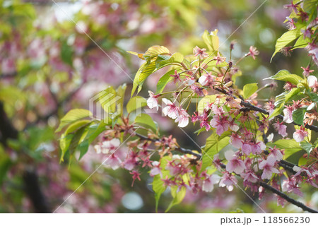 満開の時期を過ぎた河津桜 満開の時期を過ぎた河津桜 118566230