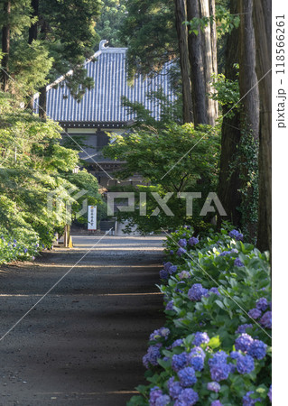 多古町日本寺のあじさい 多古町日本寺のあじさい 118566261