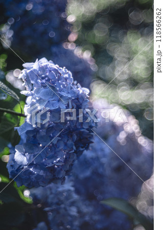 朝露が煌めくあじさい 朝露が煌めくあじさい 118566262