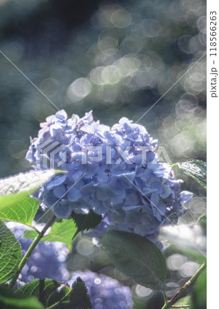 朝露が煌めくあじさい 118566263