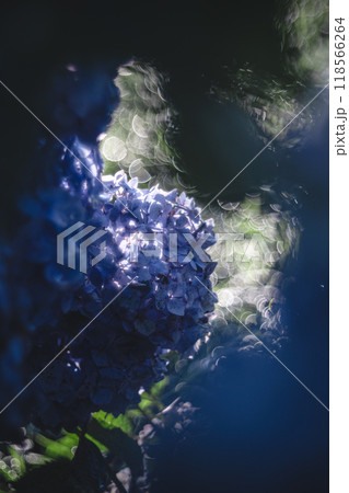 暗所のあじさい 暗所のあじさい 118566264