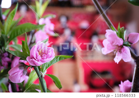 ピンク色の可愛い桃の花と春 ピンク色の可愛い桃の花と春 118566333