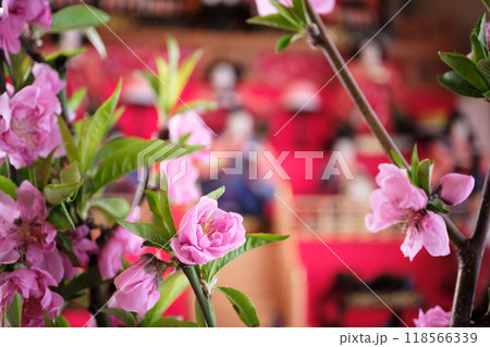 満開の桃の花が咲くひな祭りのイメージ 118566339