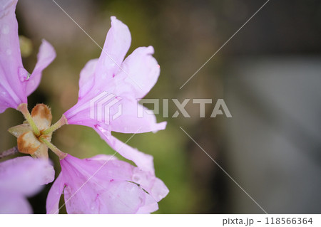 可愛い岩ツツジのアップ 可愛い岩ツツジのアップ 118566364