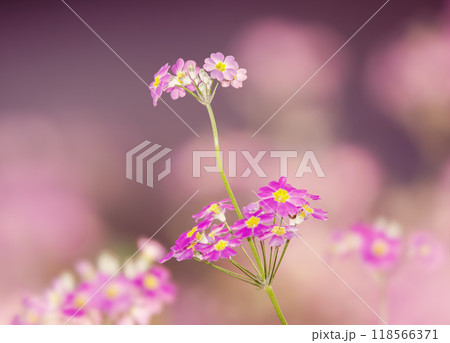 Fairy Primrose Fairy Primrose 118566371