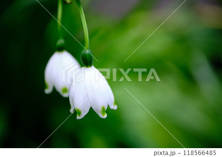 可愛いスノーフレークの花びら 可愛いスノーフレークの花びら 118566485