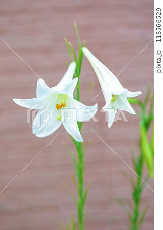 家の周りの草花　四季の色々　空き地や藪に白い可憐な花びらのてっほうユリの花が咲きました　 118566529