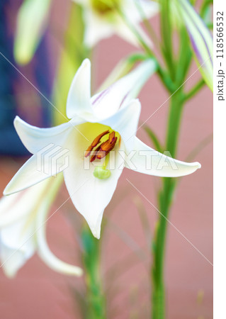 家の周りの草花　四季の色々　空き地や藪に白い可憐な花びらのてっほうユリの花が咲きました　 118566532