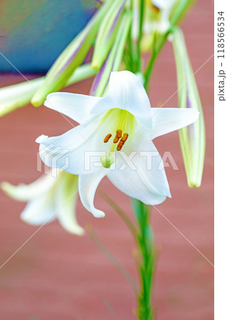 家の周りの草花　四季の色々　空き地や藪に白い可憐な花びらのてっほうユリの花が咲きました　 118566534