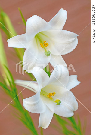 家の周りの草花 四季の色々 空き地や藪に白い可憐な花びらのてっほうユリの花が咲きました 家の周りの草花 四季の色々 空き地や藪に白い可憐な花びらのてっほうユリの花が咲きました 118566537