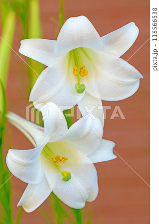 家の周りの草花　四季の色々　空き地や藪に白い可憐な花びらのてっほうユリの花が咲きました　 118566538