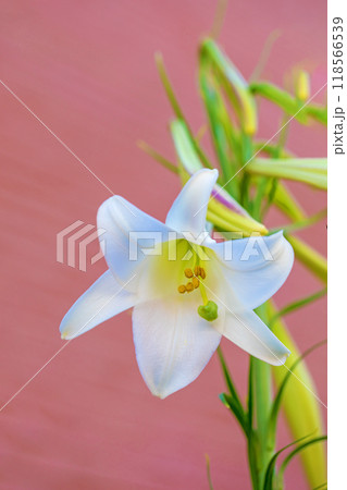 家の周りの草花 四季の色々 空き地や藪に白い可憐な花びらのてっほうユリの花が咲きました 家の周りの草花 四季の色々 空き地や藪に白い可憐な花びらのてっほうユリの花が咲きました 118566539