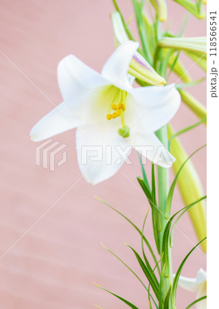 家の周りの草花 四季の色々 空き地や藪に白い可憐な花びらのてっほうユリの花が咲きました 家の周りの草花 四季の色々 空き地や藪に白い可憐な花びらのてっほうユリの花が咲きました 118566541