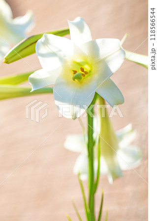 家の周りの草花　四季の色々　空き地や藪に白い可憐な花びらのてっほうユリの花が咲きました　 118566544