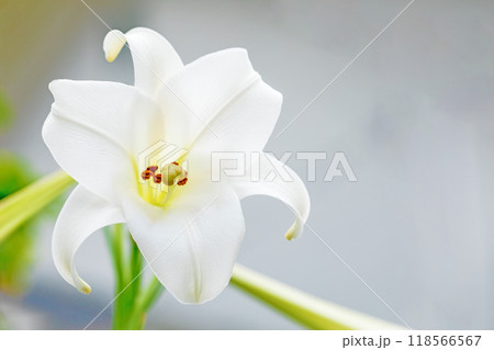 家の周りの草花　四季の色々　空き地や藪に白い可憐な花びらのてっほうユリの花が咲きました　 118566567