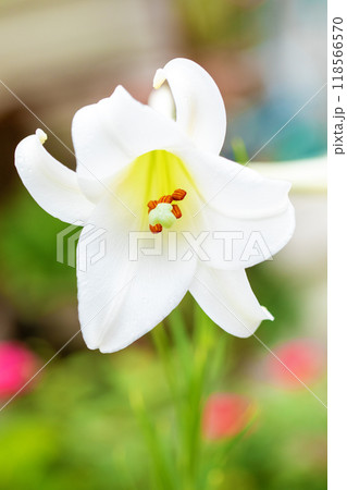 家の周りの草花　四季の色々　空き地や藪に白い可憐な花びらのてっほうユリの花が咲きました　 118566570