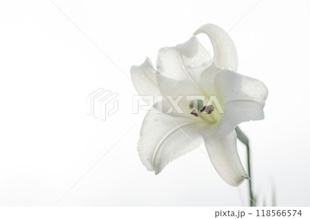 家の周りの草花　四季の色々　空き地や藪に白い可憐な花びらのてっほうユリの花が咲きました　 118566574