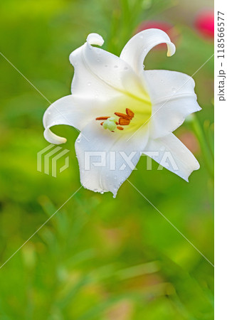 家の周りの草花　四季の色々　空き地や藪に白い可憐な花びらのてっほうユリの花が咲きました　 118566577