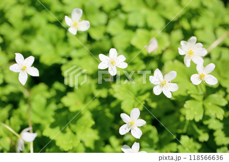 可愛い　ニリンソウの花 118566636