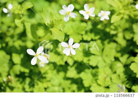 可愛い ニリンソウの花 可愛い ニリンソウの花 118566637