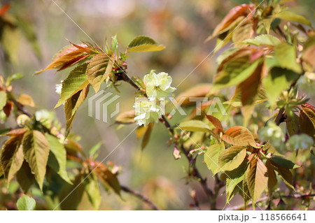 桜の花 ウコン 桜の花 ウコン 118566641