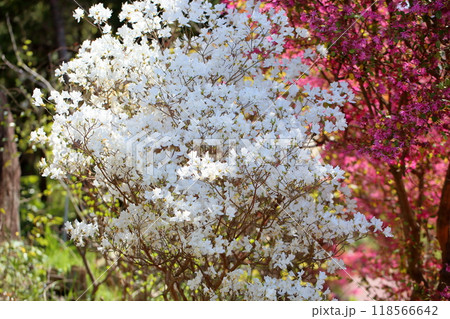 シロバナトウゴクミツバツツジの花 シロバナトウゴクミツバツツジの花 118566642