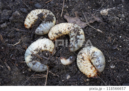 大きなカブトムシの幼虫 大きなカブトムシの幼虫 118566657