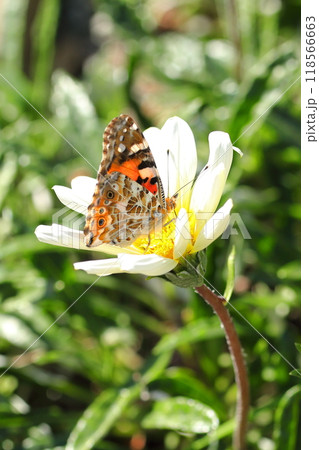 白い花にとまるヒメアカタテハ 118566663