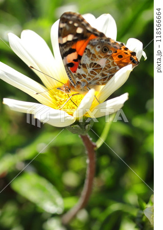 花にとまる蝶 118566664