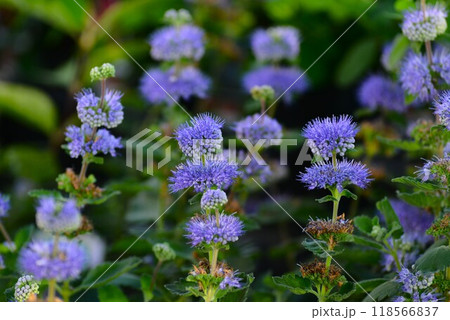 ダンギク（段菊）カリオプテリス 118566837