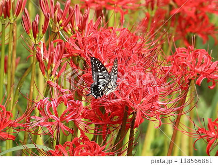 彼岸花にアゲハ 118566881