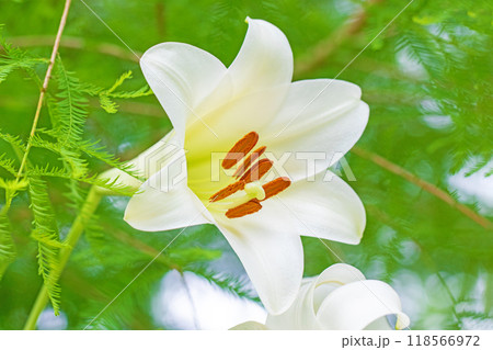 家の周りの草花　四季の色々　初夏　爽やかな　白い大輪のユリの花が咲きました　 118566972