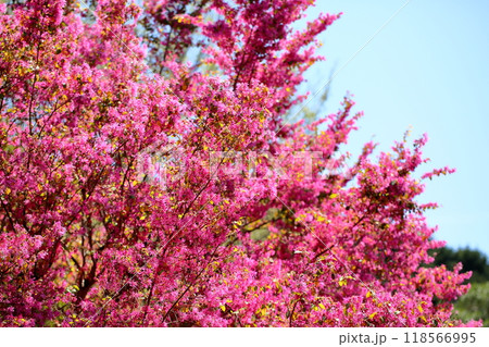 華やか アカバナトキワマンサクの花 華やか アカバナトキワマンサクの花 118566995