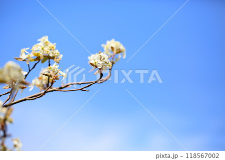 青空映え ジューンベリーの花 青空映え ジューンベリーの花 118567002