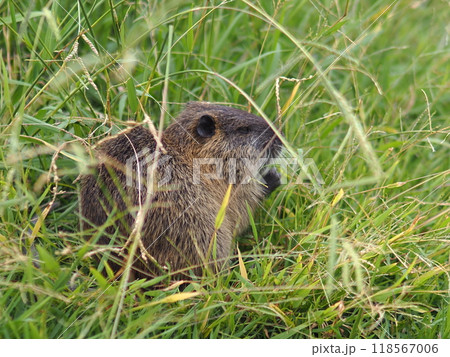 川辺のヌートリア 川辺のヌートリア 118567006