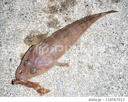 ワームで釣れたワニゴチ  118567012