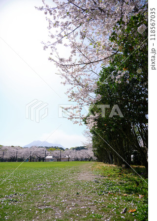 吉野公園の春の風景 118567035