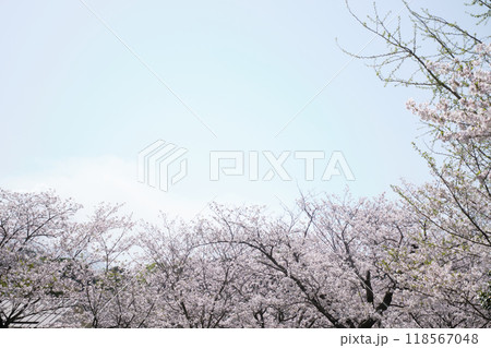 満開の桜が咲く空 118567048